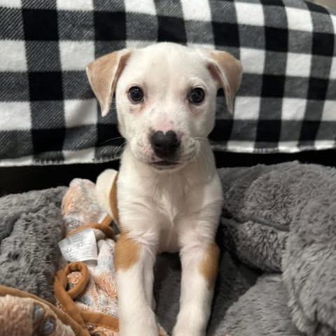 Enlarge Remi, a Adoptable mixed breed in Northville, MI image 3/4