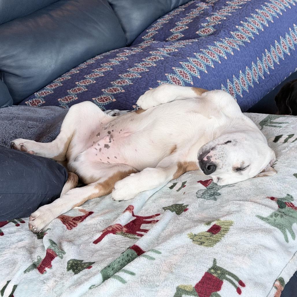 Enlarge Remi, a Adoptable mixed breed in Northville, MI image 4/4