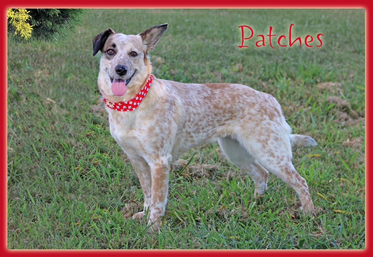 Patches, Young Female unknown
