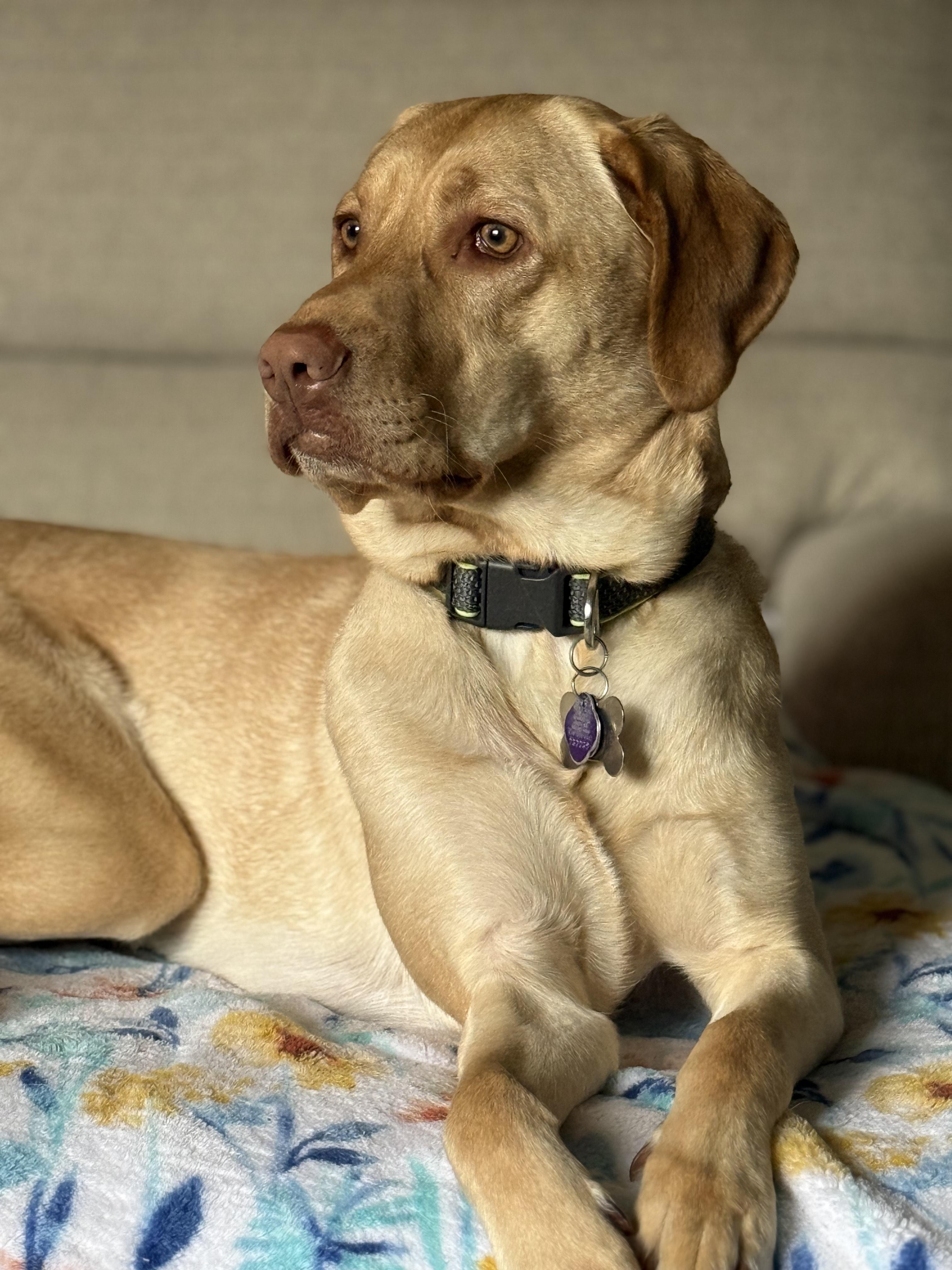 CHASE-COURTESY POST--NOT AN LELRR DOG--NO APPLICATION REQUIRED, Adoptable, Young Male Labrador Retriever.