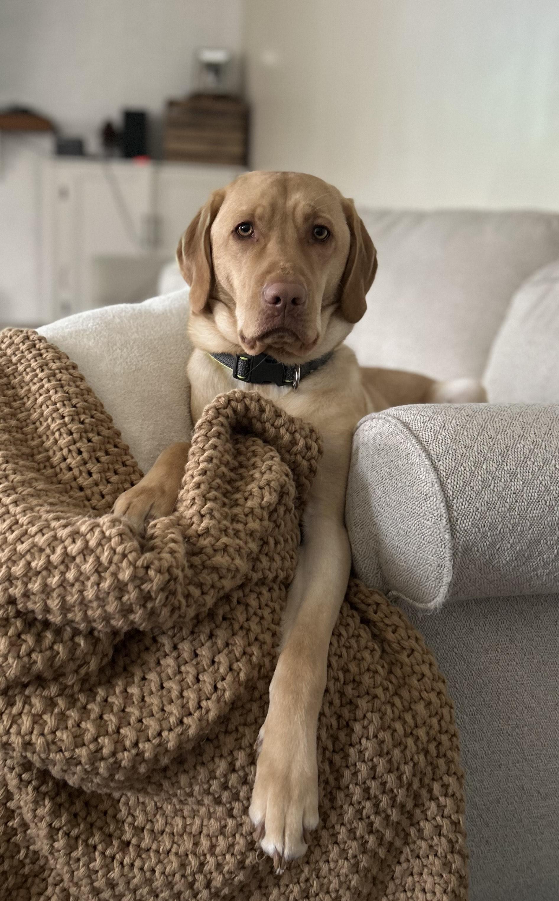 CHASE-COURTESY POST--NOT AN LELRR DOG--NO APPLICATION REQUIRED, a Adoptable Labrador Retriever in Medina, OH image 2/2