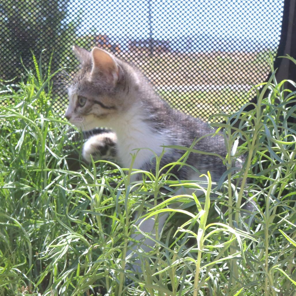 Enlarge Amile (26-2G-2), a Adoptable Domestic Short Hair in Rifle, CO image 1/5