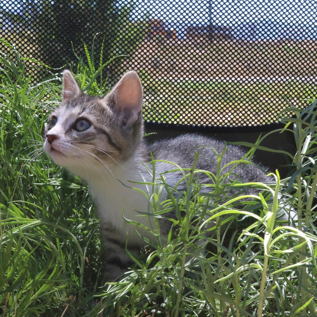 Enlarge Amile (26-2G-2), a Adoptable Domestic Short Hair in Rifle, CO image 2/5