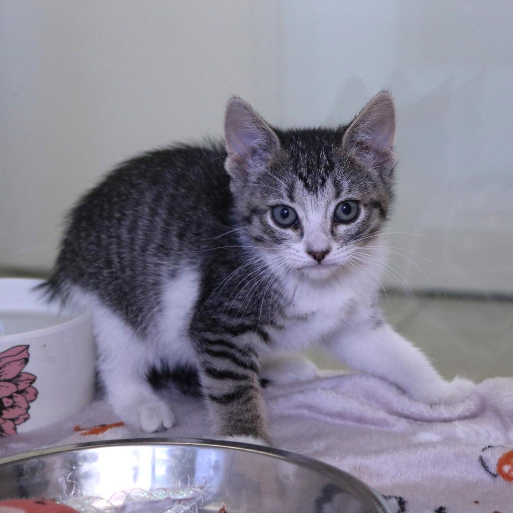 Enlarge Amile (26-2G-2), a Adoptable Domestic Short Hair in Rifle, CO image 3/5