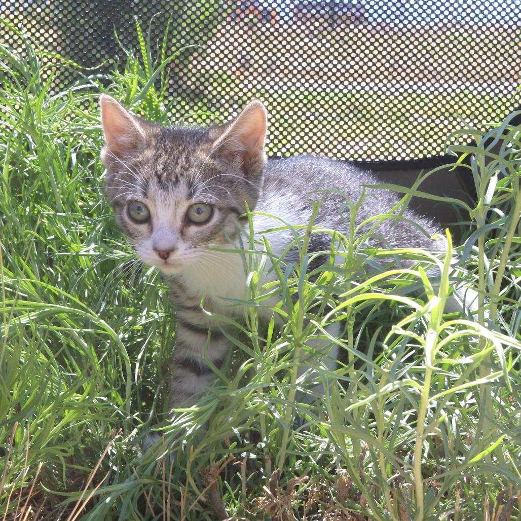 Enlarge Amile (26-2G-2), a Adoptable Domestic Short Hair in Rifle, CO image 4/5