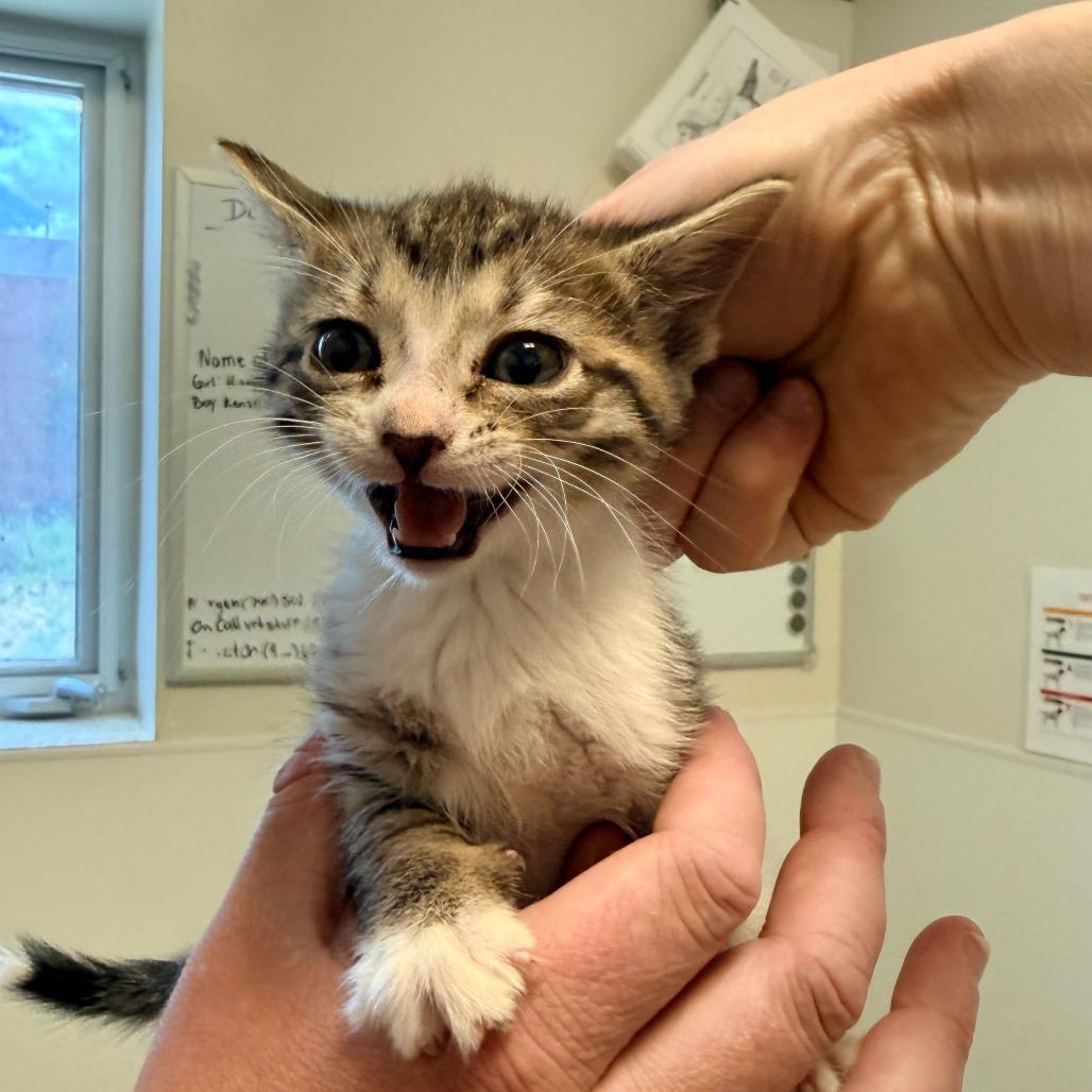 Enlarge Amile (26-2G-2), a Adoptable Domestic Short Hair in Rifle, CO image 5/5