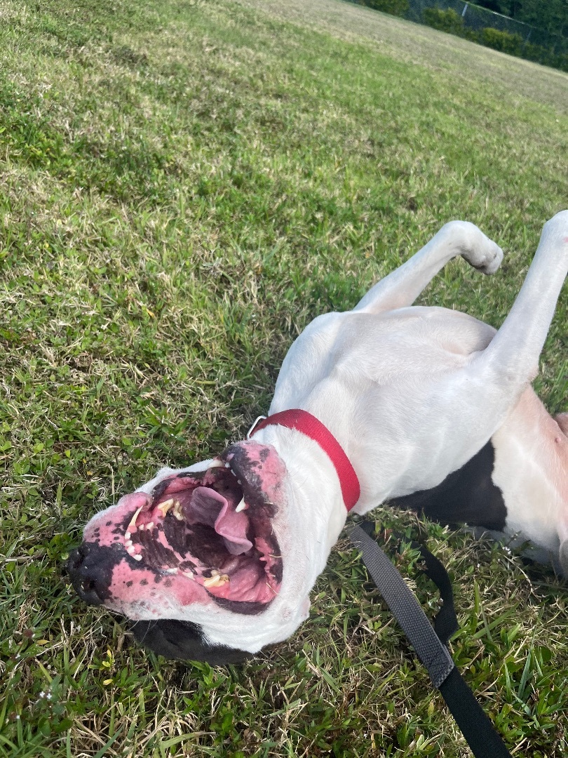 Draco, Adopted, Adult Male Pit Bull Terrier & Boxer.