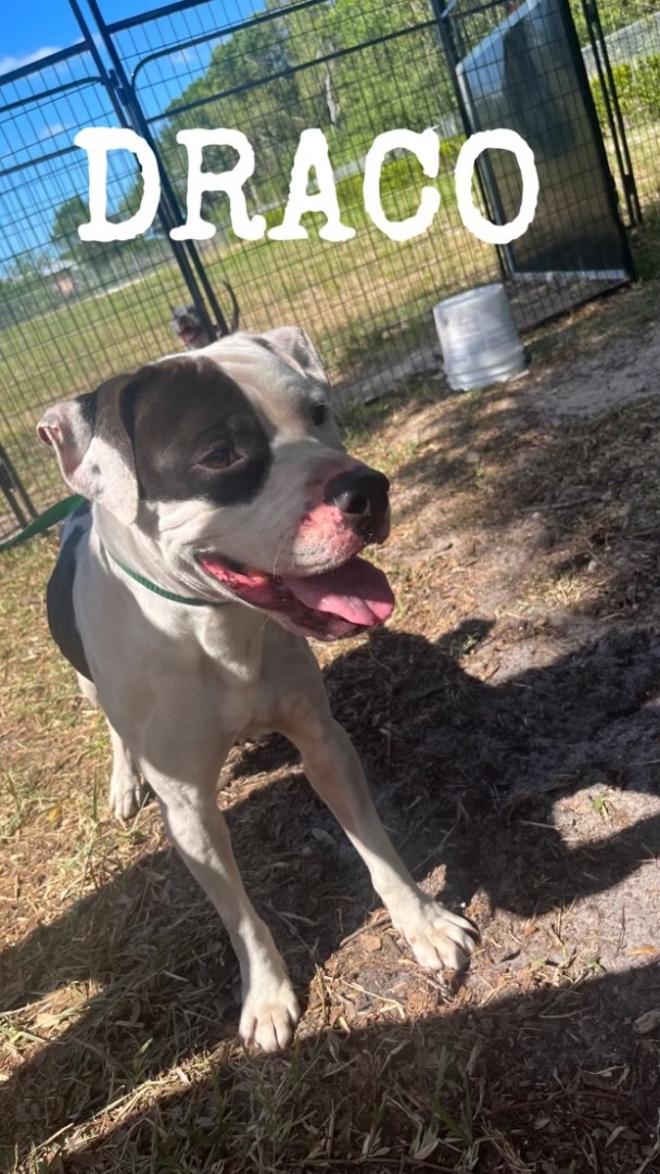 Draco, a Adopted mixed breed in Fort Pierce, FL image 2/4