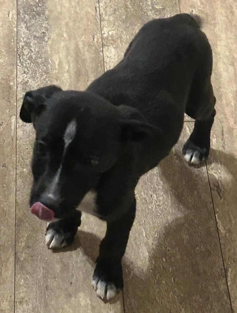 Enlarge Sina, a Adoptable mixed breed in Irwin, PA image 1/6