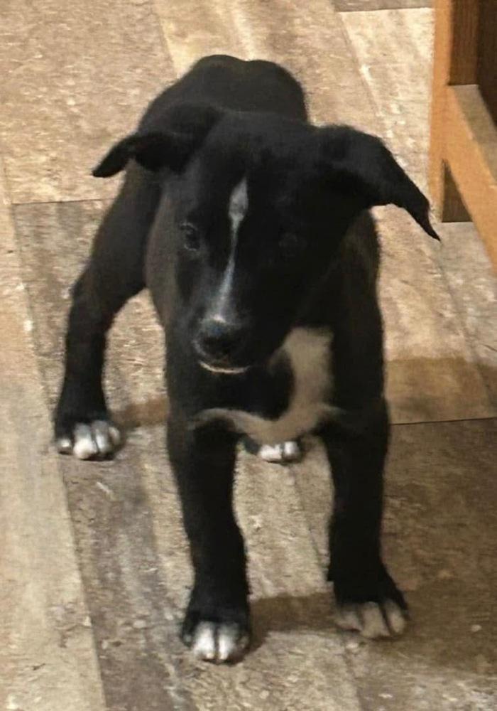 Enlarge Sina, a Adoptable mixed breed in Irwin, PA image 2/6