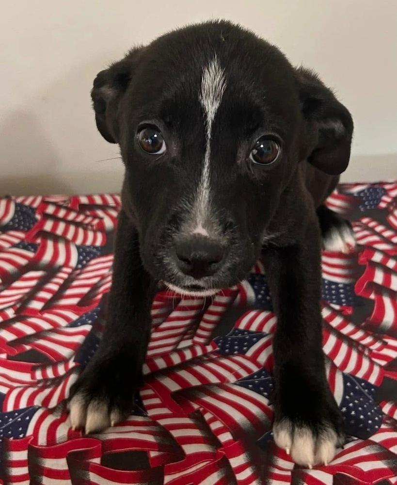 Enlarge Sina, a Adoptable mixed breed in Irwin, PA image 3/6