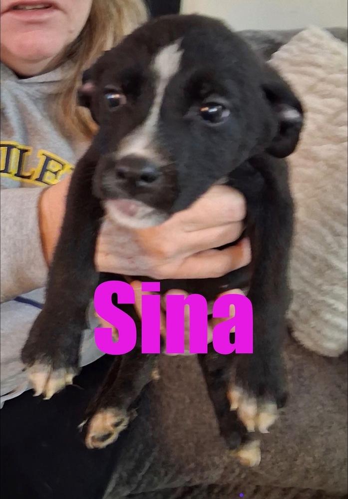 Enlarge Sina, a Adoptable mixed breed in Irwin, PA image 4/6