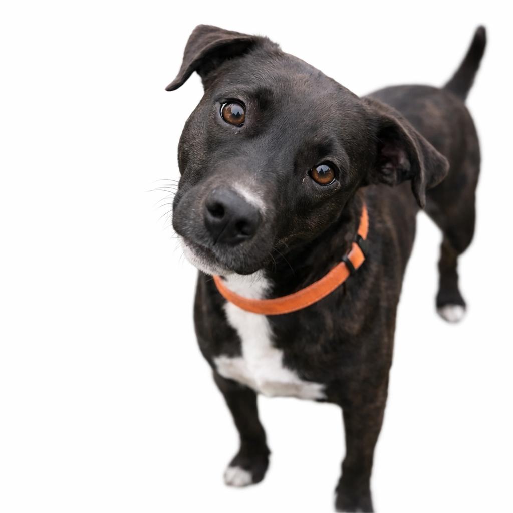 Lucky, an adopted mixed breed in Carver, MA image 1/2