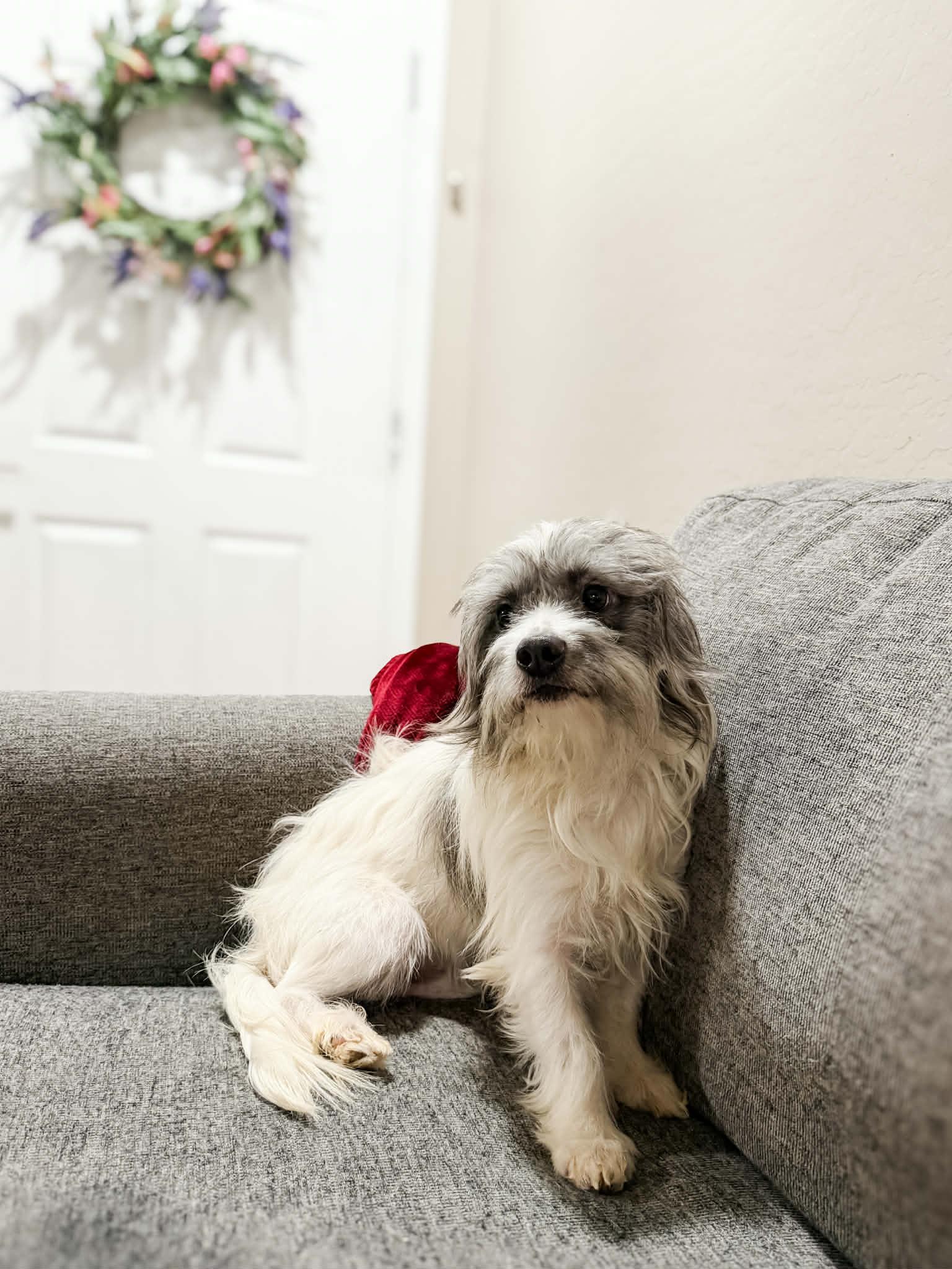 Enlarge Virgil, a Adoptable Schnoodle in Goodyear, AZ image 1/1