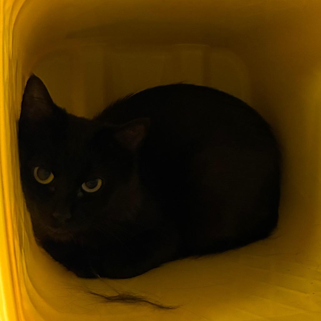 Enlarge Emma, a Adoptable Domestic Long Hair in Manhattan, KS image 1/2