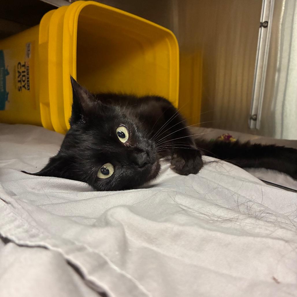 Enlarge Emma, a Adoptable Domestic Long Hair in Manhattan, KS image 2/2
