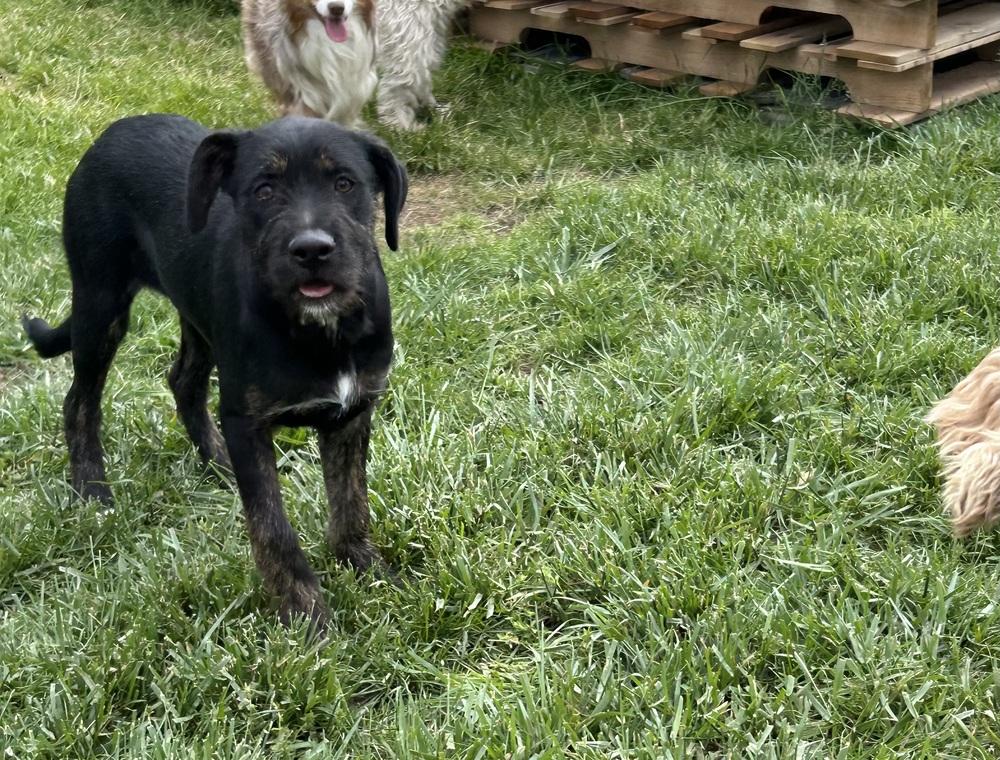 Enlarge Renee, a Adoptable mixed breed in Brownstown, IN image 2/2