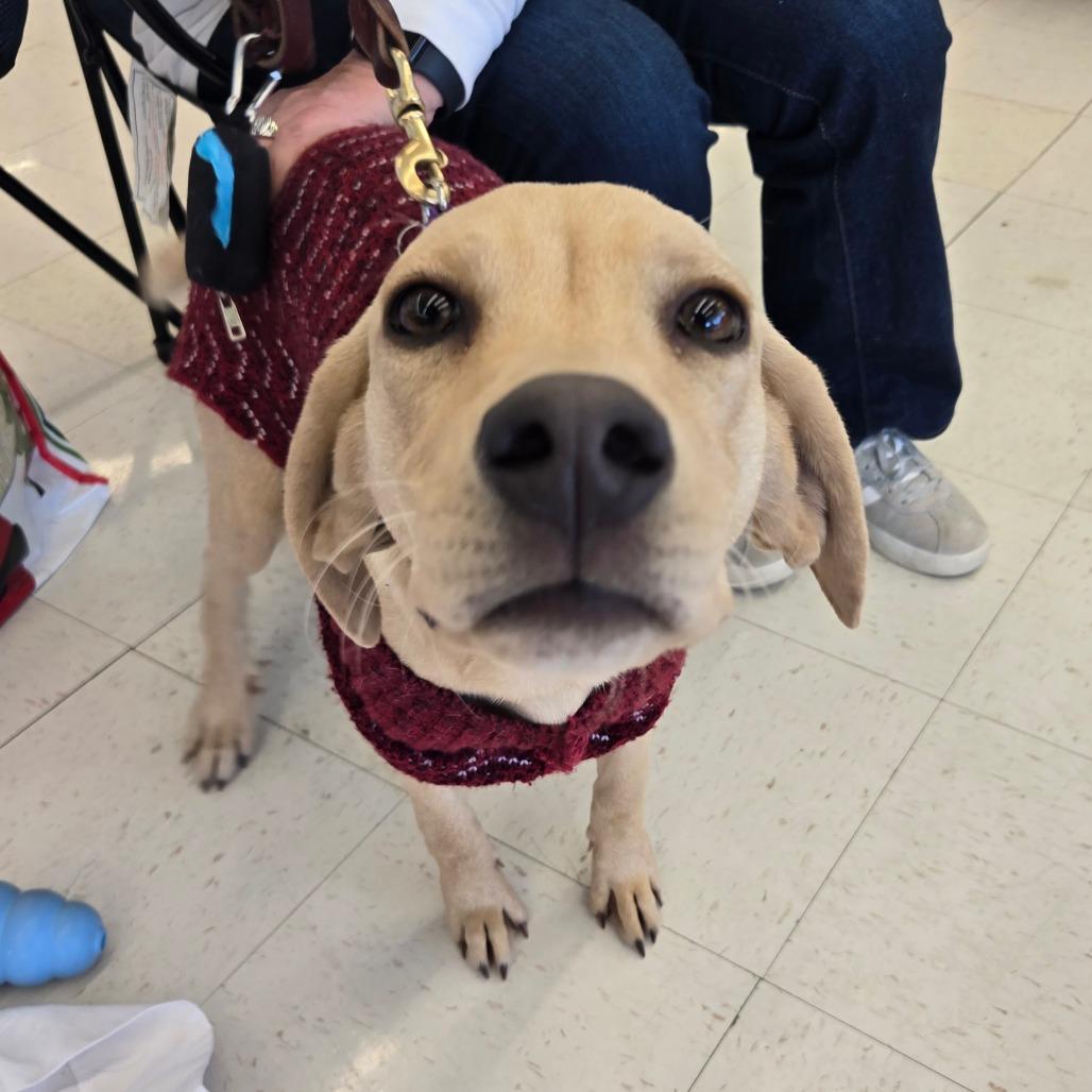 Athena, Adoptable, Young Female Labrador Retriever & Hound.
