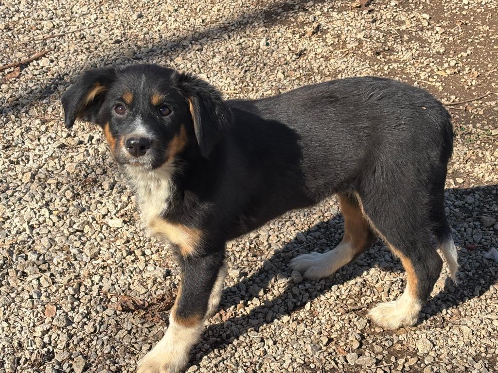 Bailee, Adoptable, Puppy Female Mixed Breed.