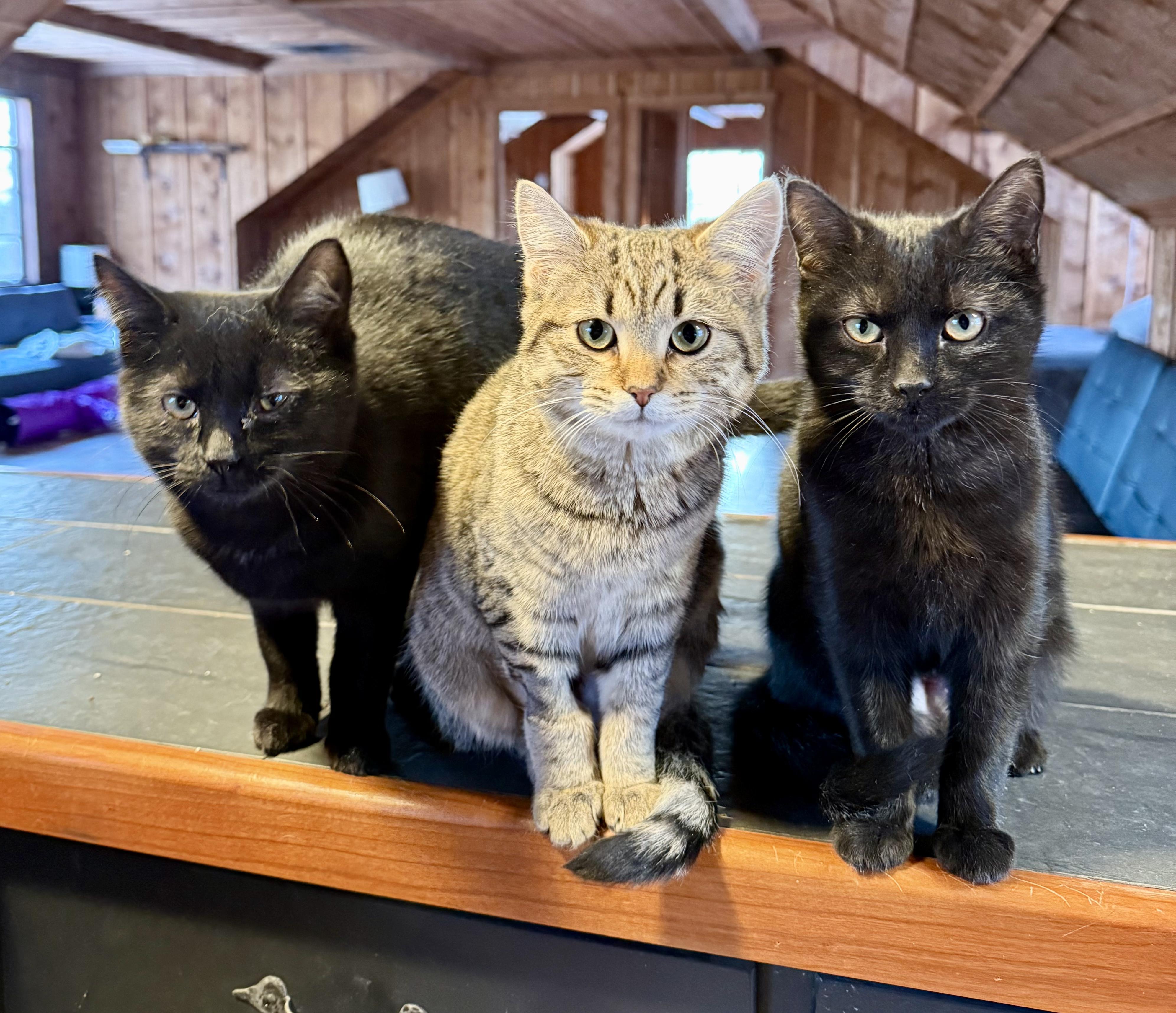 Jetta & Luna - Lovely 1 yr old Sisters, Adoptable, Young Female Domestic Short Hair.