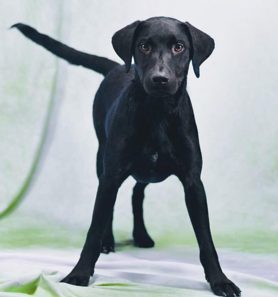 Ripley, Adopted, Young Male Black Labrador Retriever.