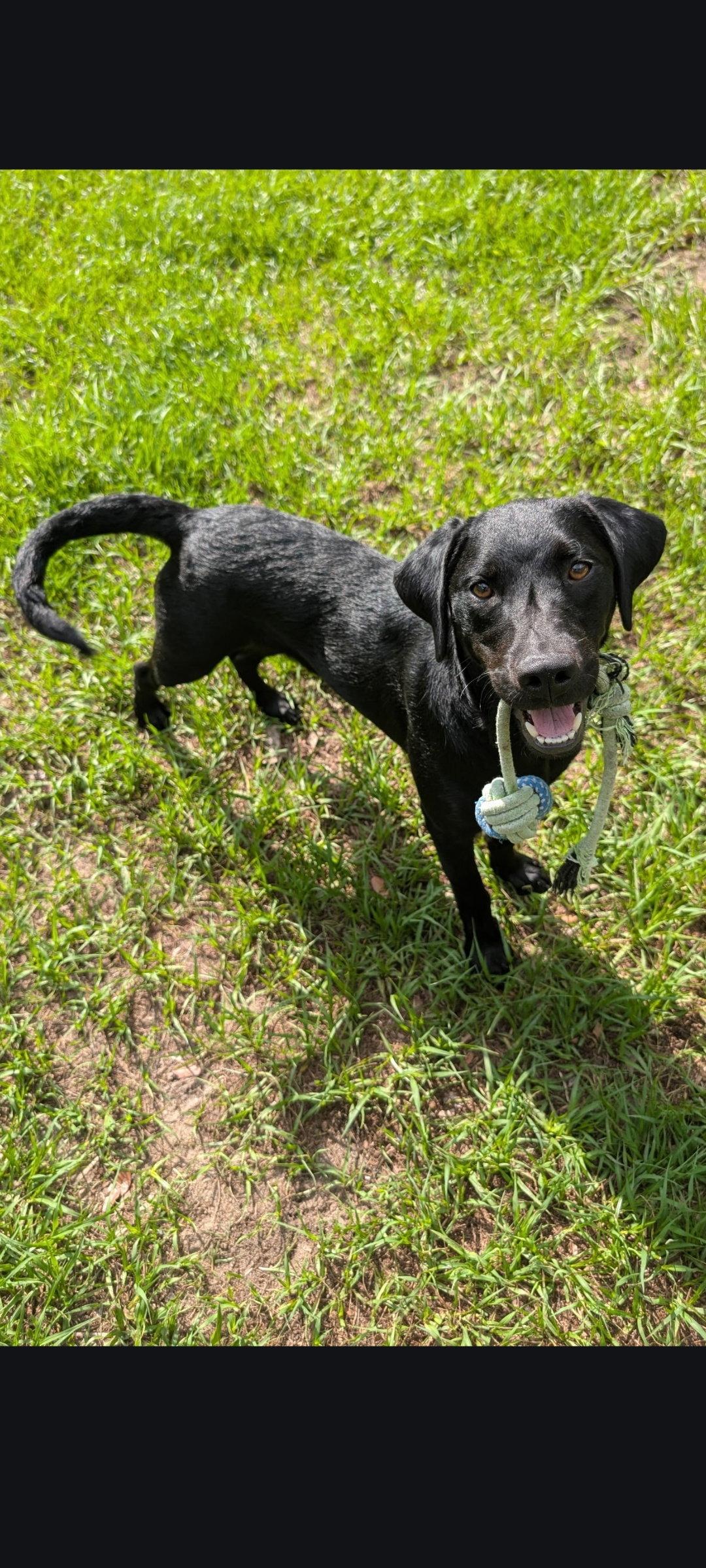 Ripley, a Adopted Black Labrador Retriever in Sanford, FL image 2/2