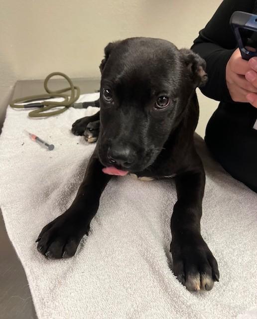 Hammy, adopted, Puppy Male Labrador Retriever.