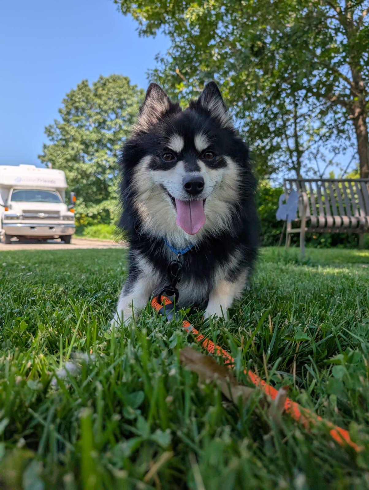 Bang, an adopted Husky Mix in Renfrew, PA_image-1