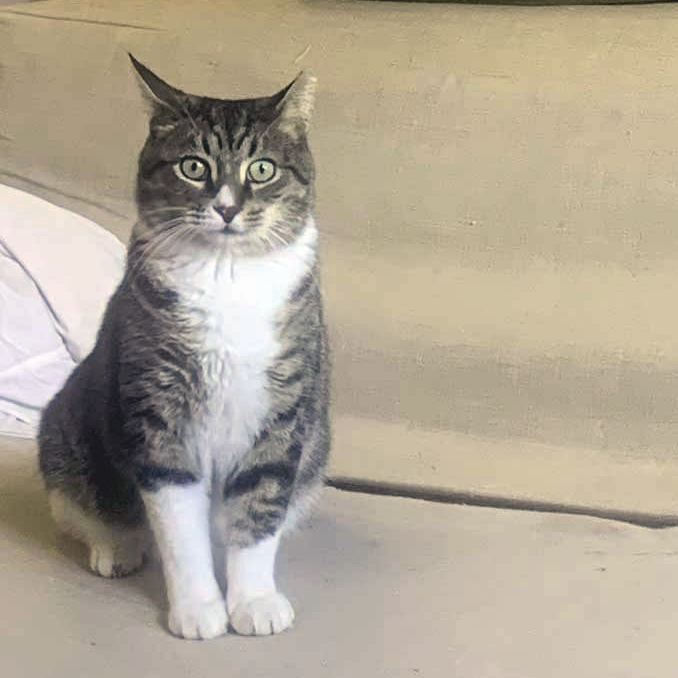 Muffin, a Adoptable Tabby in Bronx, NY image 1/5