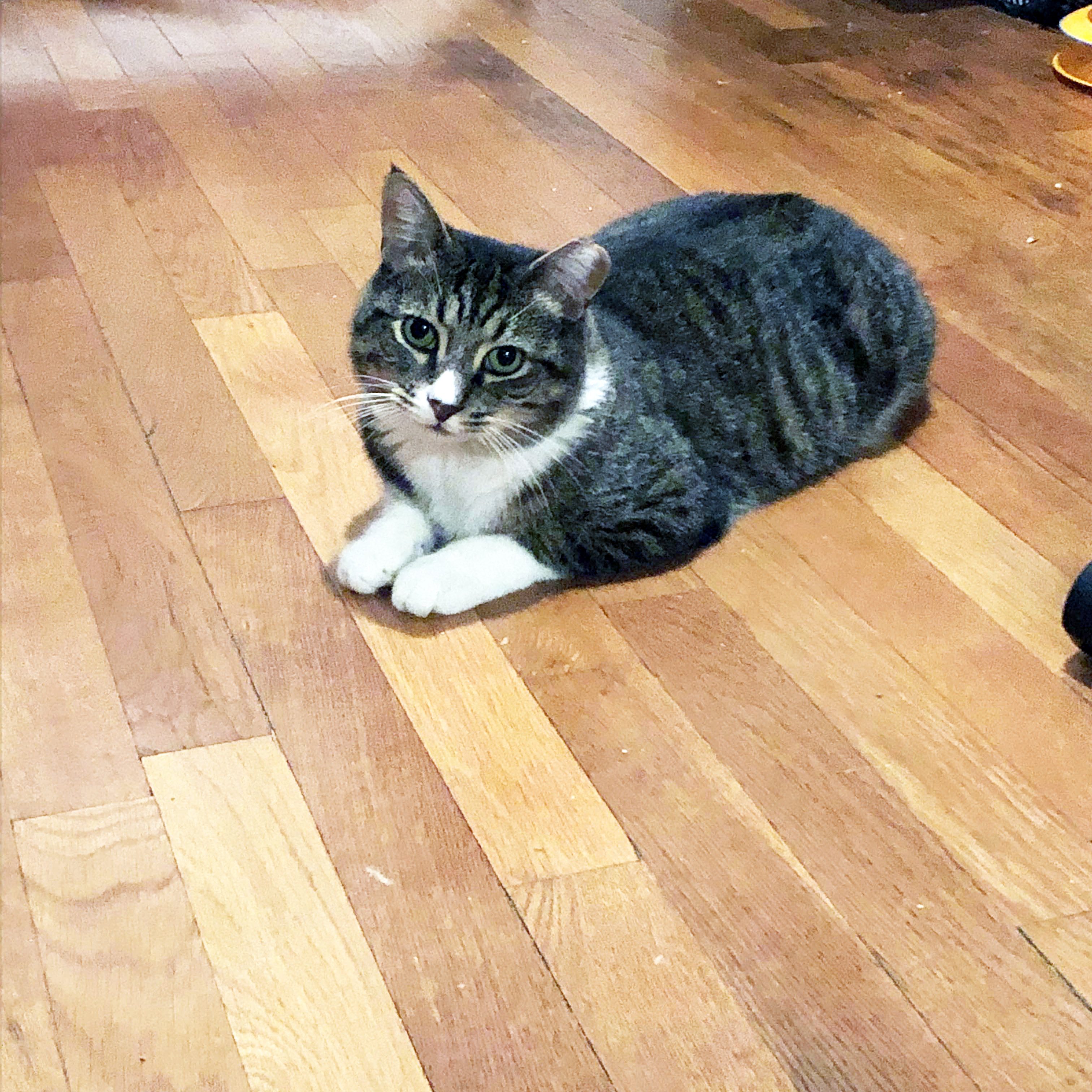 Muffin, a Adoptable Tabby in Bronx, NY image 2/5