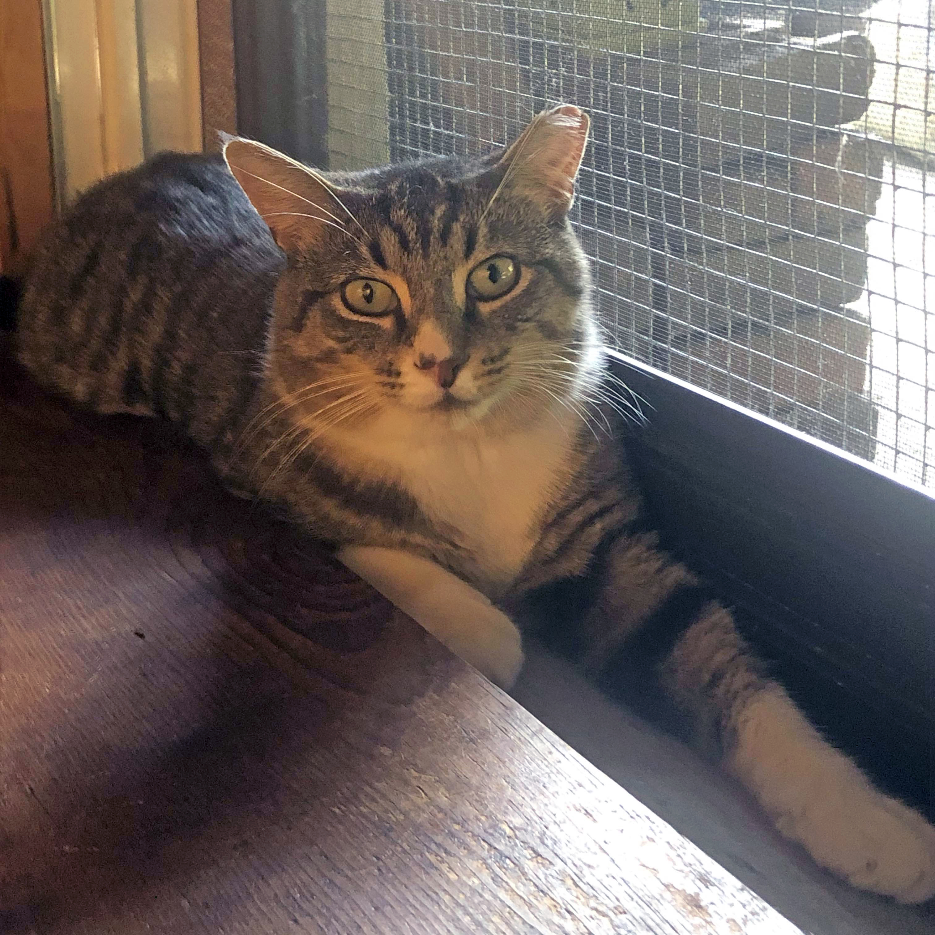 Muffin, a Adoptable Tabby in Bronx, NY image 3/5