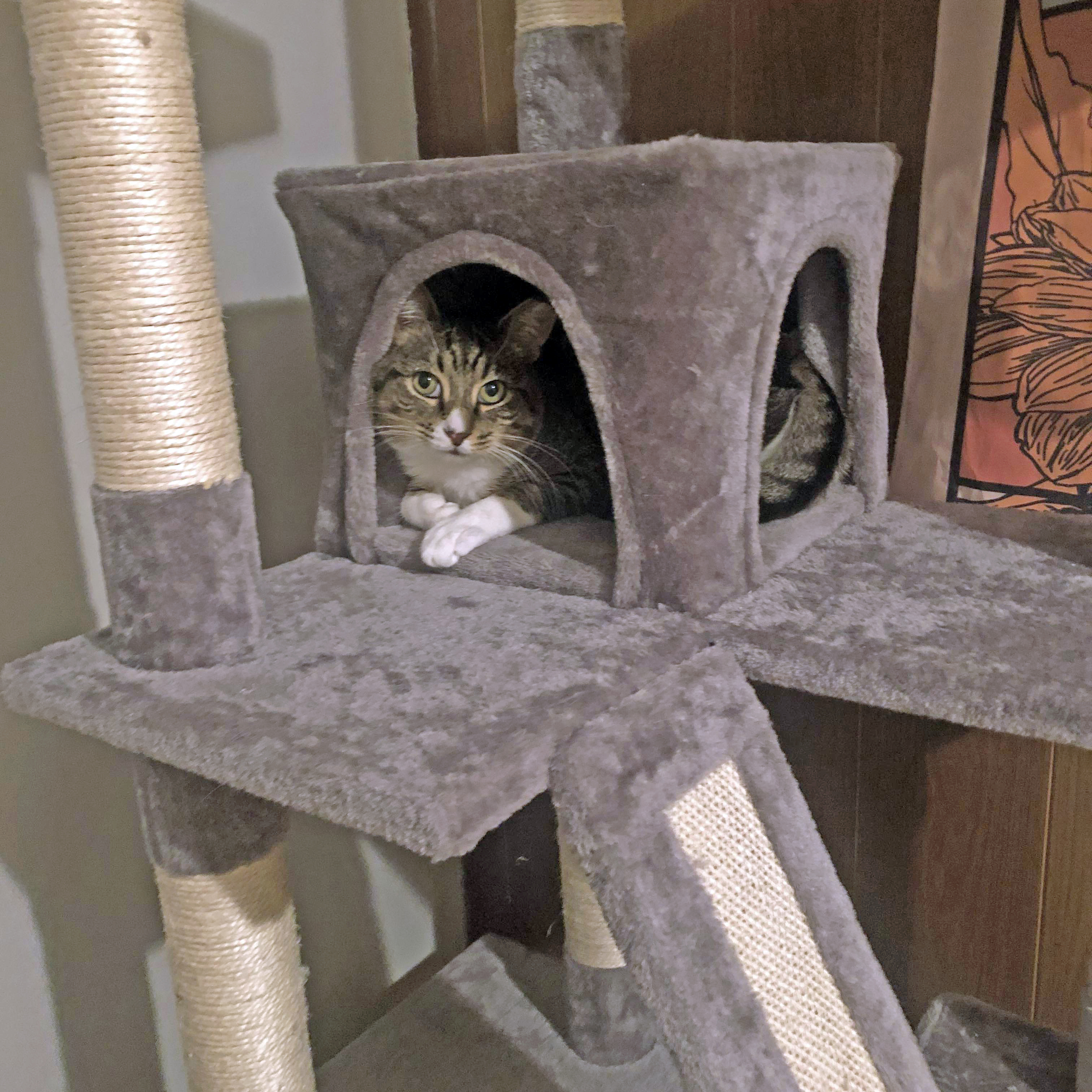 Muffin, a Adoptable Tabby in Bronx, NY image 4/5