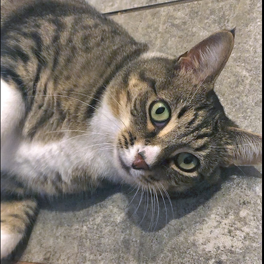 Muffin, a Adoptable Tabby in Bronx, NY image 5/5