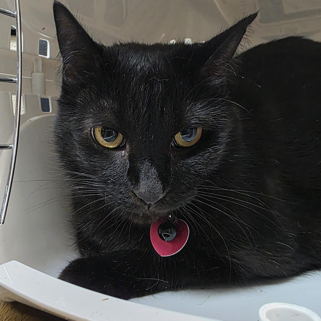 Enlarge Shadow, a Adoptable Domestic Short Hair in Lake Panasoffkee, FL image 1/1