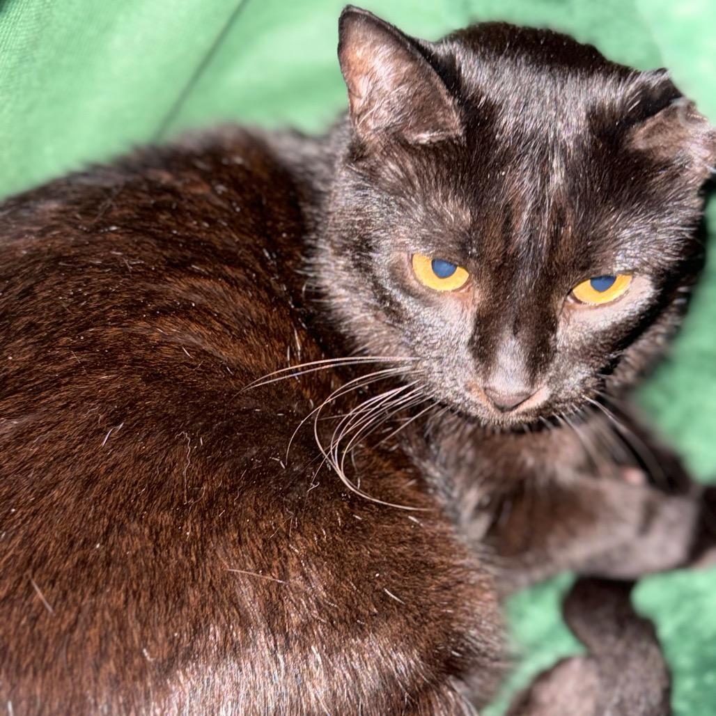 Enlarge Shadow, a Adoptable Domestic Short Hair in Lake Panasoffkee, FL image 2/2