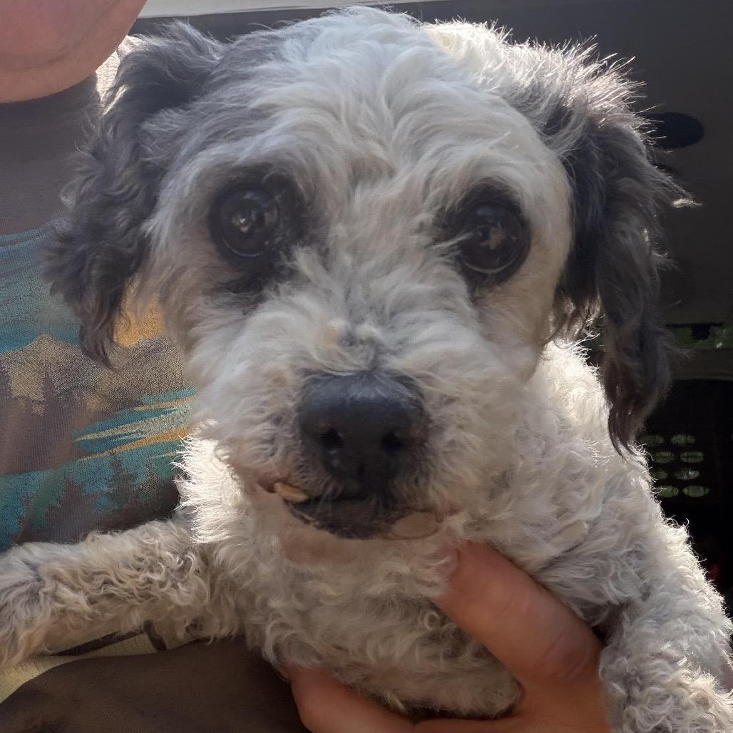 Holly (AP26-85), Adoptable, Senior Female Miniature Poodle.