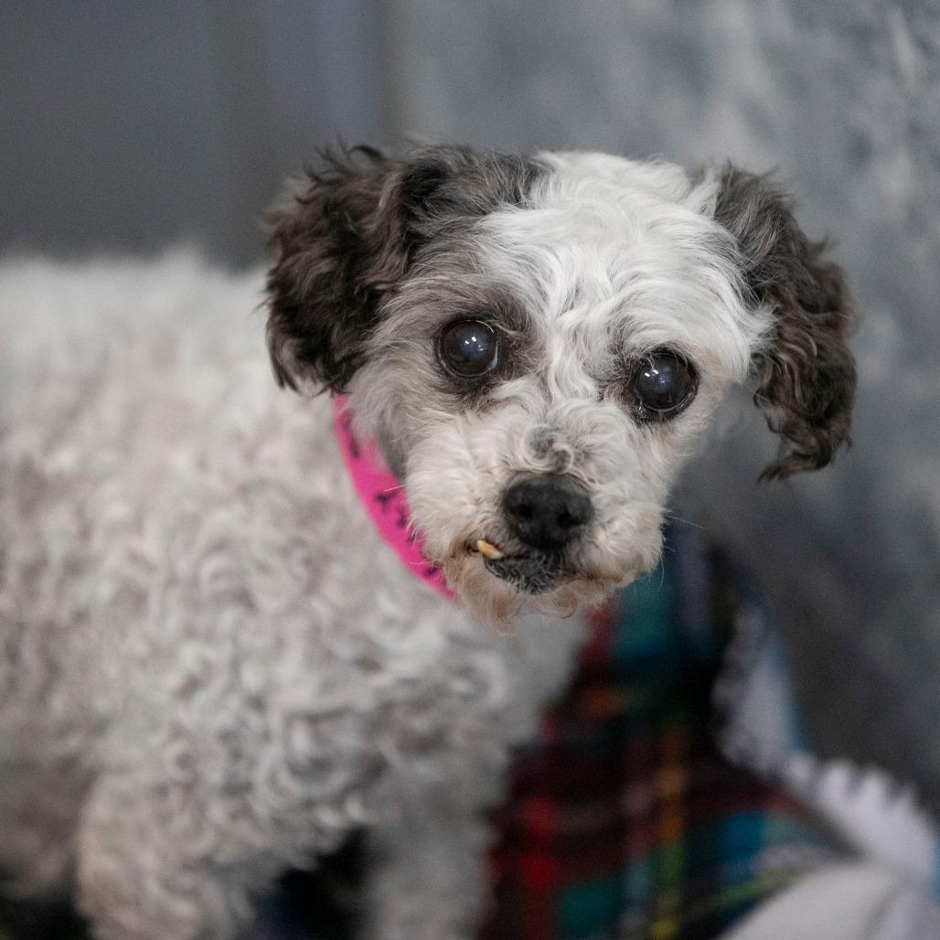Enlarge Holly (AP26-85), a Adoptable Miniature Poodle in Peyton, CO image 2/6