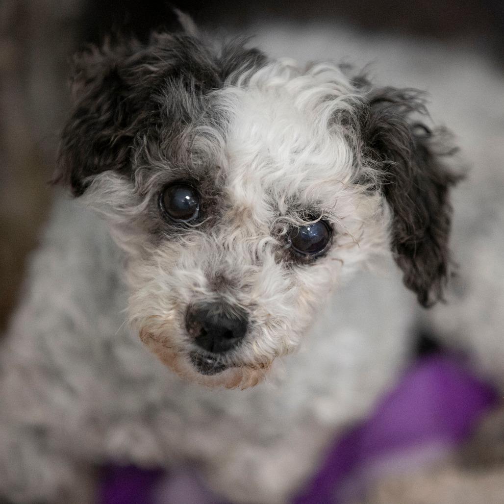 Enlarge Holly (AP26-85), a Adoptable Miniature Poodle in Peyton, CO image 3/6