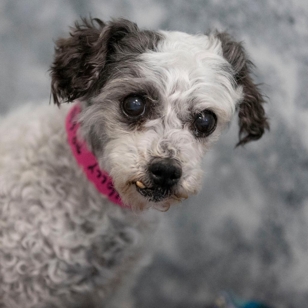 Enlarge Holly (AP26-85), a Adoptable Miniature Poodle in Peyton, CO image 4/6