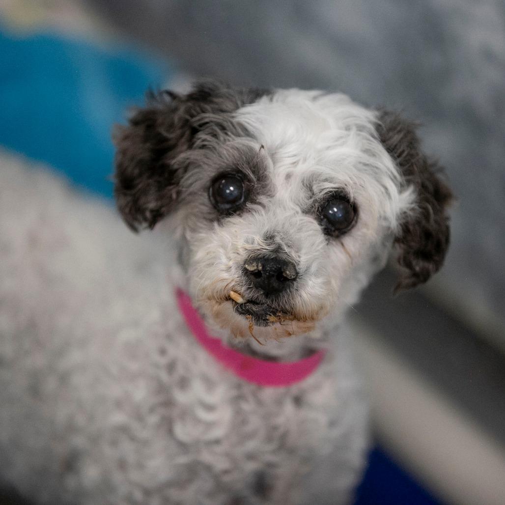 Enlarge Holly (AP26-85), a Adoptable Miniature Poodle in Peyton, CO image 5/6