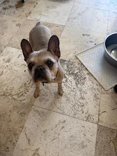 Etta, Adoptable, Senior Female French Bulldog.