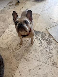 Enlarge Etta, a Adoptable French Bulldog in Mesa, AZ image 2/3