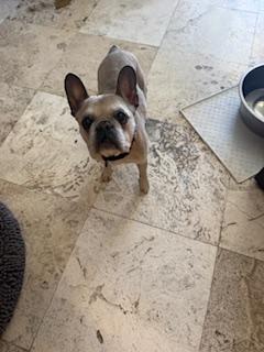 Enlarge Etta, a Adoptable French Bulldog in Mesa, AZ image 3/3