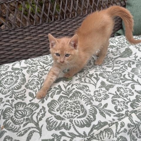 Honey Bun, Baby Female unknown