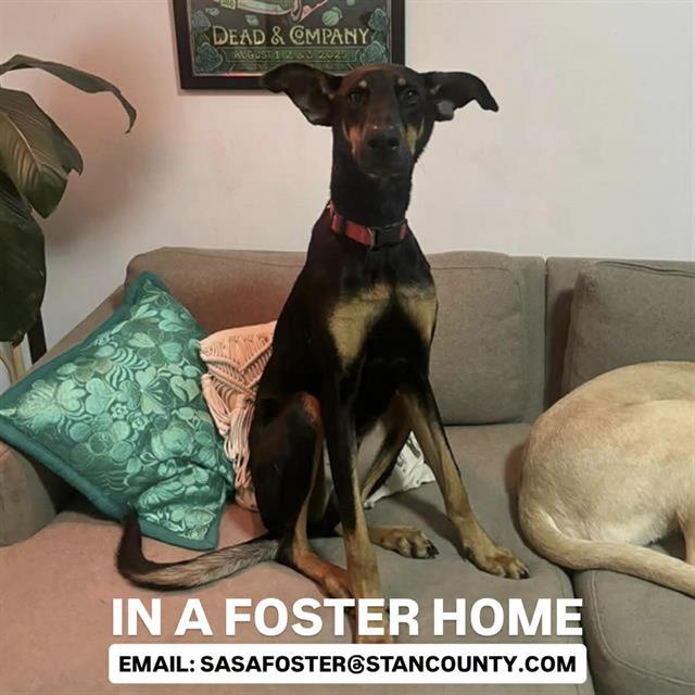 GIBSON, Adoptable, Young Male Doberman Pinscher & Mixed Breed.