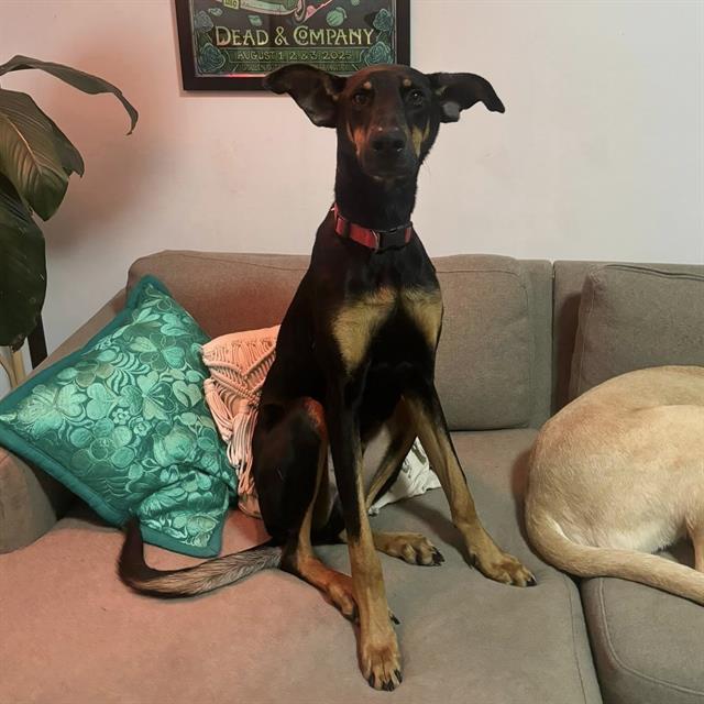 GIBSON, Adoptable, Young Male Doberman Pinscher & Mixed Breed.