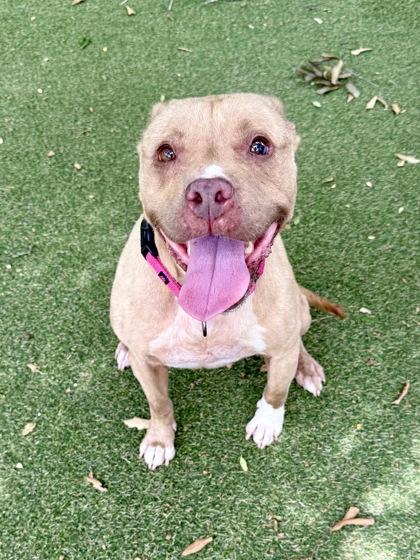 Layla, Adoptable, Adult Female Terrier & Mixed Breed.