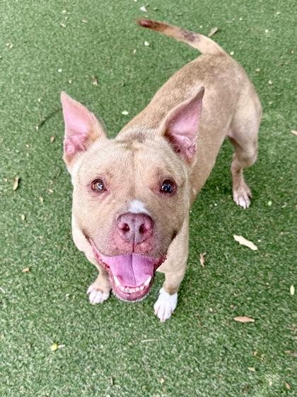 Enlarge Layla, a Adoptable mixed breed in Picayune, MS image 2/3