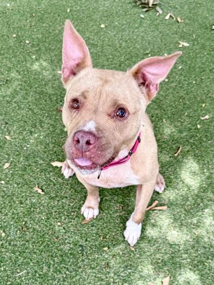 Enlarge Layla, a Adoptable mixed breed in Picayune, MS image 3/3