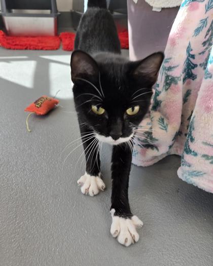 Enlarge Munchkin, a Adoptable mixed breed in Saint Petersburg, FL image 1/2